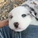 ملصق
