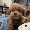 ملصق