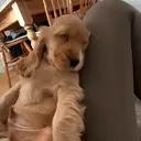 ملصق