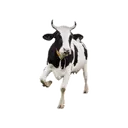 Stika