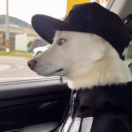 Стикер