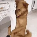 Stika