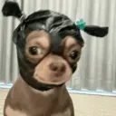 贴纸