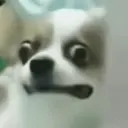 贴纸