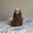 贴纸