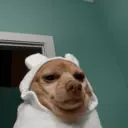 贴纸