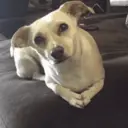 贴纸