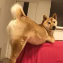 贴纸