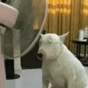 贴纸