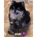 ملصق