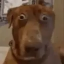 Nhãn dán