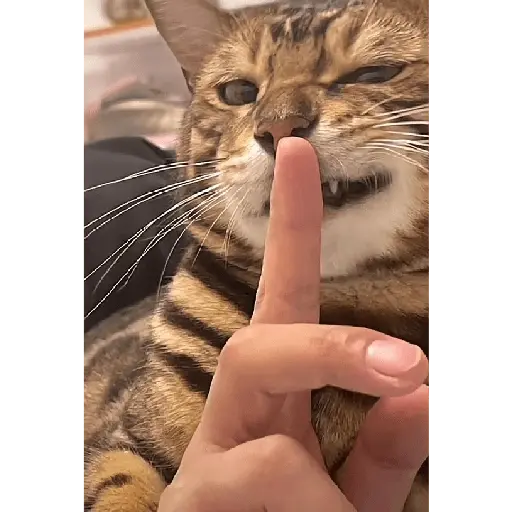 สติกเกอร์