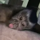 Pelekat