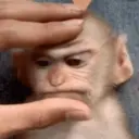 Pelekat