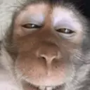 Pelekat