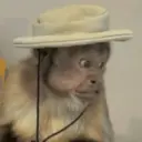 Pelekat