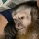 Pelekat