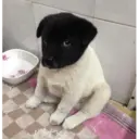 Nhãn dán