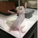 Nhãn dán