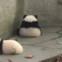 Nhãn dán