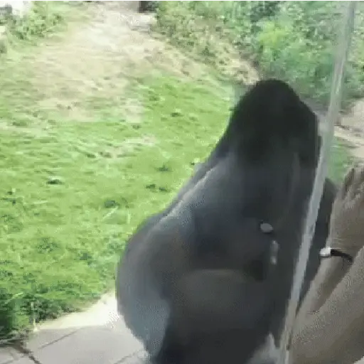 Nhãn dán
