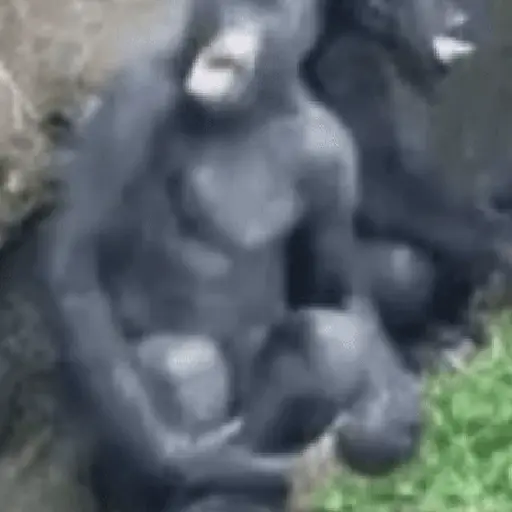 Nhãn dán