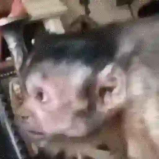 Կպչուն պիտակ