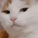 Կպչուն պիտակ