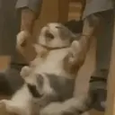 Կպչուն պիտակ