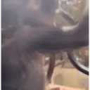 Pelekat