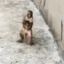 Pelekat