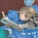 Pelekat
