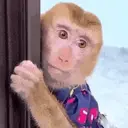 Pelekat
