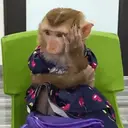 Pelekat