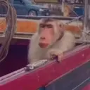 Pelekat