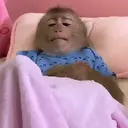 Pelekat