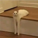 Pelekat