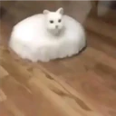 Pelekat