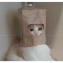 Pelekat