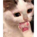 Pelekat