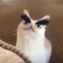 Pelekat
