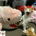 Pelekat