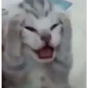 Pelekat