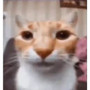 Pelekat