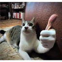 Pelekat