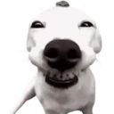 Stika