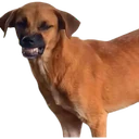 Stika