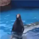 贴纸