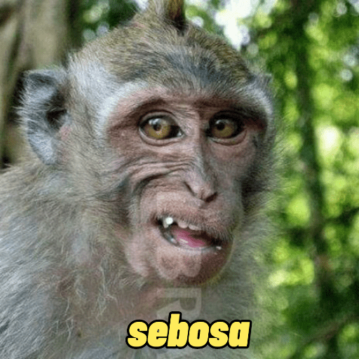 Adhesiu