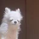 ملصق